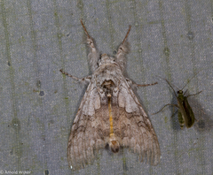 Calliteara horsfieldii