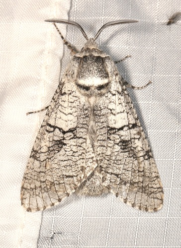 Aspen Carpenterworm photo 5