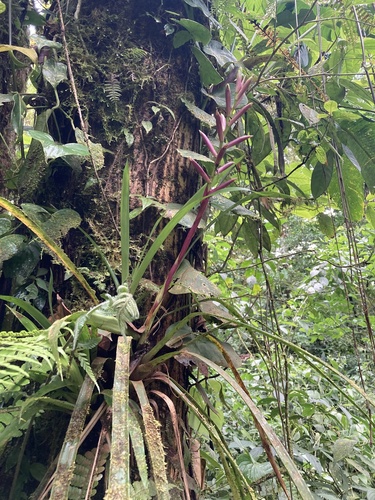 Guzmania dissitiflora, photograph 6
