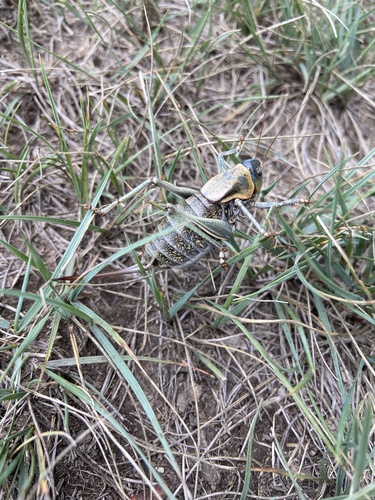 Mormon Cricket