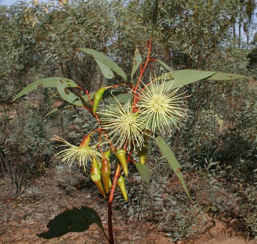 Eucalyptus aspratilis L.A.S.Johnson & K.D.Hill 3