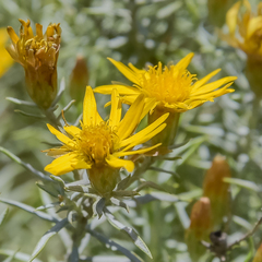 Oedera pungens angustifolia
