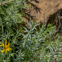 Oedera pungens angustifolia