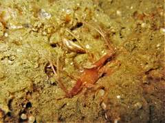 Lupocyclus philippinensis