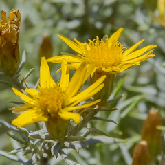Oedera pungens angustifolia