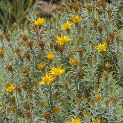 Oedera pungens angustifolia