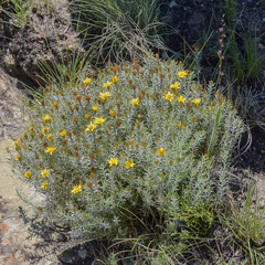 Oedera pungens angustifolia