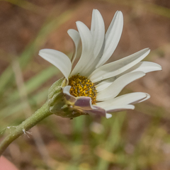 Dimorphotheca caulescens