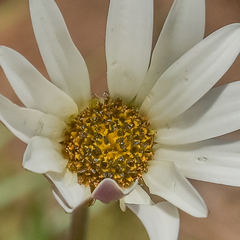 Dimorphotheca caulescens