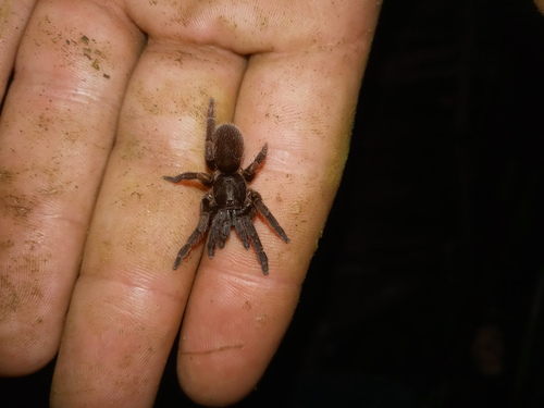 Trichopelma laselva