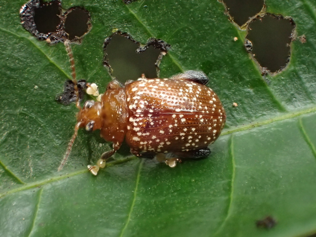 Asiophrida scaphoides