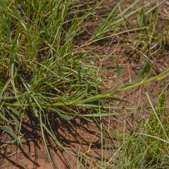 Dimorphotheca caulescens