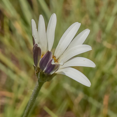 Dimorphotheca caulescens