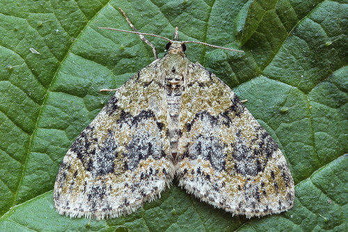 Yellow-barred Brindle