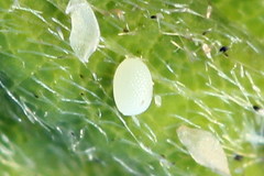 Acasis viretata