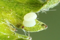 Acasis viretata