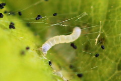 Acasis viretata