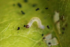 Acasis viretata