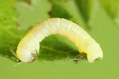 Acasis viretata