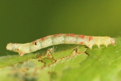 Acasis viretata