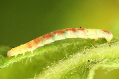 Acasis viretata
