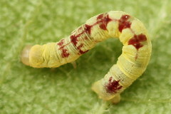 Acasis viretata
