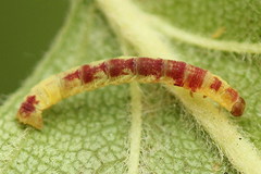Acasis viretata