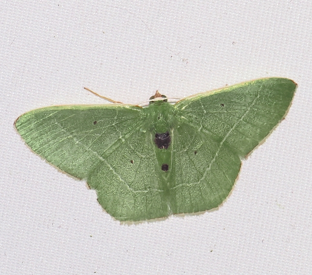 Nemoria rectilinea