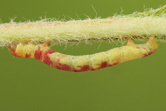Acasis viretata
