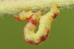 Acasis viretata