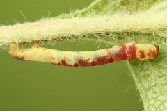 Acasis viretata