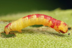 Acasis viretata