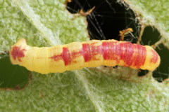 Acasis viretata