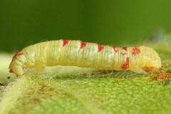 Acasis viretata