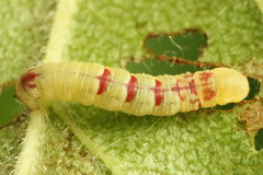 Acasis viretata