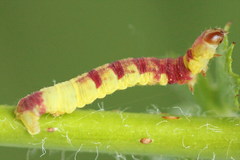 Acasis viretata
