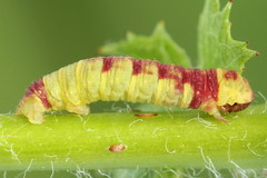 Acasis viretata