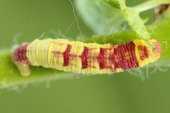 Acasis viretata