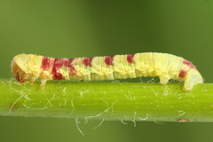 Acasis viretata