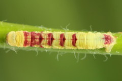 Acasis viretata