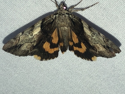 Hawthorn Underwing Moth photo 6