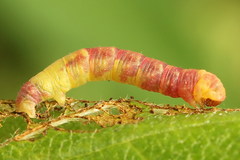 Acasis viretata