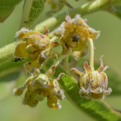 Xysmalobium undulatum