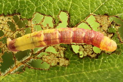 Acasis viretata
