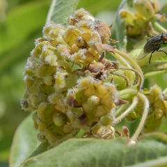 Xysmalobium undulatum