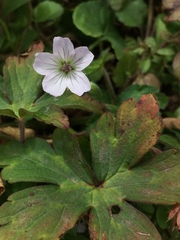 Geranium nepalense