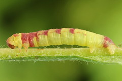 Acasis viretata