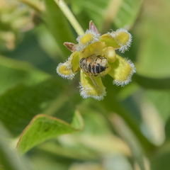 Xysmalobium undulatum