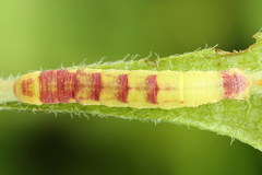 Acasis viretata
