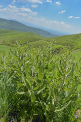 Xysmalobium undulatum